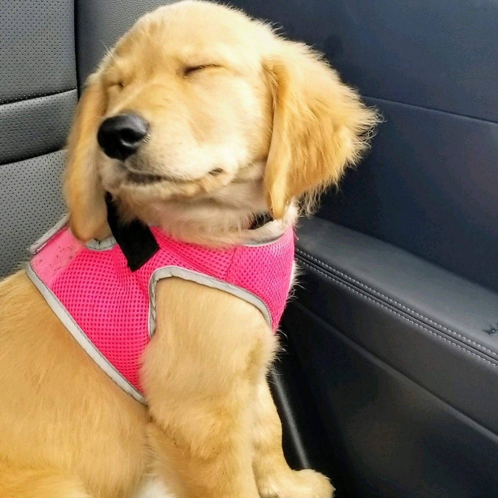 Meet your Posher, Preis